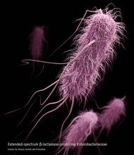 Pictured is the Extended-spectrum ร-lactamase (ESBLs). For the first time, the CDC is categorizing antibiotic-resistant organisms by threat level. That's because, in their conservative estimates, more than 2 million people get antibiotic-resistant infections each year, and at least 23,000 die because current drugs no longer stop their infections.