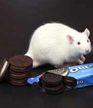 Students and a professor of neuroscience at Connecticut College said they have found evidence that shows Oreo cookies are just as addictive as cocaine - at least in lab rats. The study was designed to show that there is the potential for addictiveness of both high-fat and high-sugar foods, and Professor Joseph Schroeder and his students found rats had an association between the pleasure of eating Oreos and a specific environment was the same as cocaine or morphine and a specific environment.