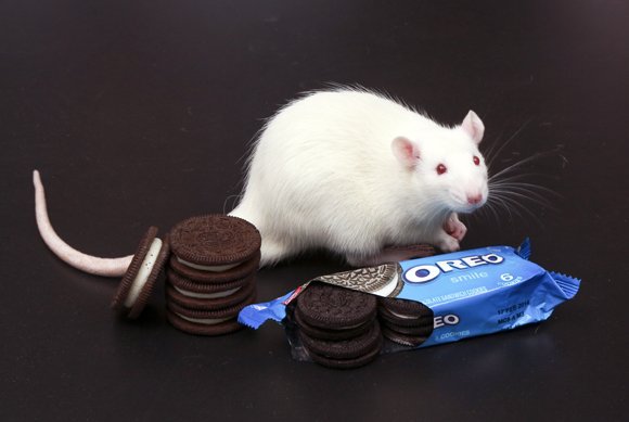 Anyone who’s ever eaten an Oreo knows how difficult it can be to eat just one. Scientists have long suspected ... Anyone who’s ever eaten an Oreo knows how difficult it can be to eat just one. Scientists have long suspected ...