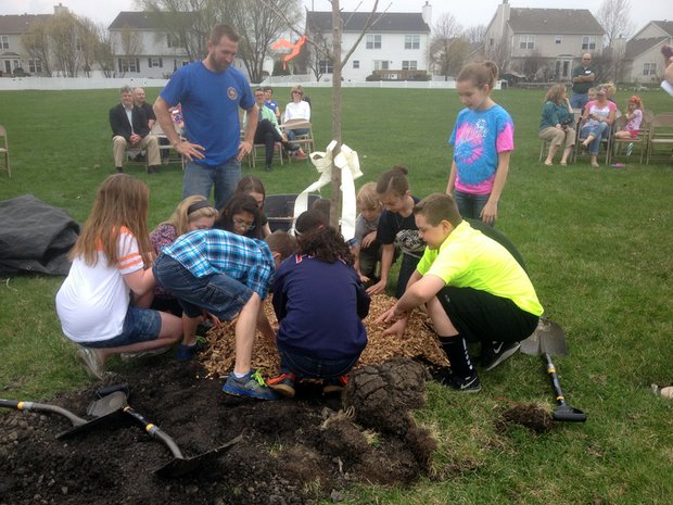 Students gather around the base of the tree to spread mulch.