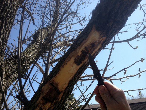 Jim Tieber pulls back the bark and shows the damage done to the limb of an Ash Tree by the Emerald Ash Borer.