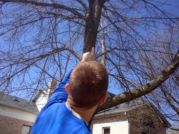 Jim Tiber points to a part of a tree damaged by woodpeckers that go after the Emerald Ash Borer after the bugs infested the tree.