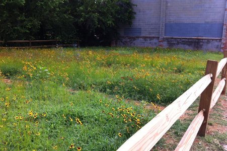Maryland inmates are sprucing up and testing special wildflowers and grasses in eight vacant West Baltimore sites as part of ... Maryland inmates are sprucing up and testing special wildflowers and grasses in eight vacant West Baltimore sites as part of ...