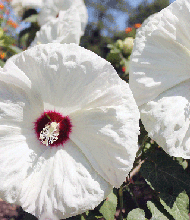 Bright hibiscus faces on North Side.