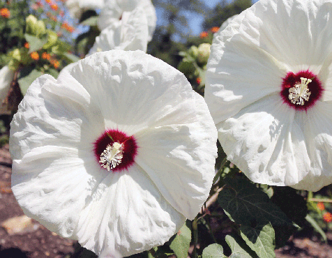 Bright hibiscus faces on North Side.