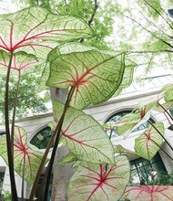 Elephant ear plants in Downtown.