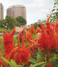 Fiery celosia Downtown