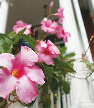 Mandevilla blooms at East End home