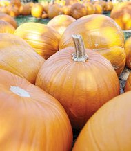 Pumpkin patch in North Side