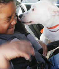 Jaylen Black, 5, and his new friend, Orca, start their own mutual admiration society Saturday at the grand reopening of Richmond Animal Care & Control. Jaylen’s mother adopted Orca from Animal Care, which celebrated last weekend the completion of a $2.6 million renovation of its North Side facility. The renovation included new dog runs and cat cages. The facility cares for more than 4,400 stray, injured, lost, abused and relinquished animals each year, according to its webpage. The organization holds the animals for as long as it takes to find them permanent homes. Location: 1600 Chamberlayne Ave.