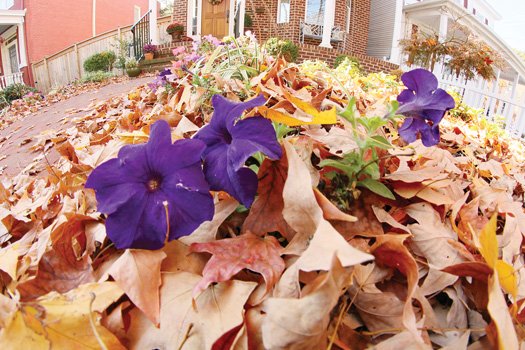 Flowers stand out from fall leaves in West End.