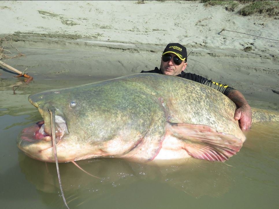 Reel-y? 280-pound catfish reportedly caught in Italy's Po River