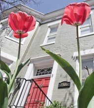 Lofty tulips in the West End