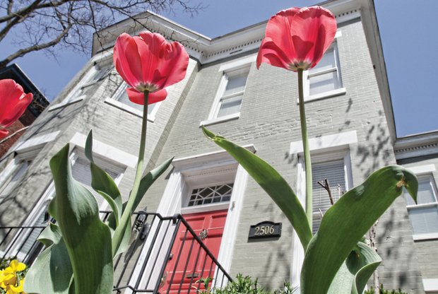 Lofty tulips in the West End