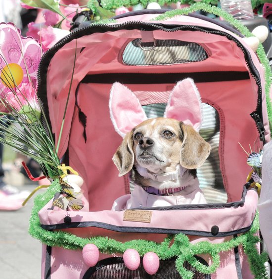 Summer Rain sports rabbit ears and other doggie finery Sunday at the popular holiday event on Monument Avenue. The 4-year-old beagle was people-watching with her owner, Jennifer Desanto.
