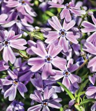 Patch of phlox blooms