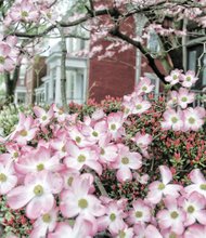 Dogwood flowers branch out in Church Hill