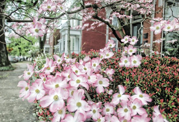 Dogwood flowers branch out in Church Hill