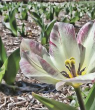 Sprouting tulip in the West End