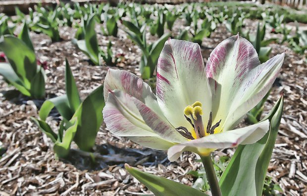 Sprouting tulip in the West End