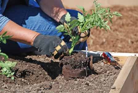 Nothing beats the flavor of fresh-from-the-garden tomatoes. Make this your biggest and tastiest tomato harvest yet with proper planting and ... Nothing beats the flavor of fresh-from-the-garden tomatoes. Make this your biggest and tastiest tomato harvest yet with proper planting and ...