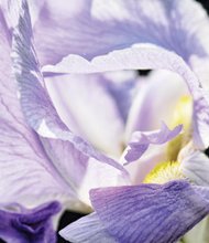 Iris unfolds on South Side