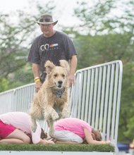 Young people help create hurdles for a racing dog. Venture Richmond and Sports Backers staged the event with support from Dominion Resources.