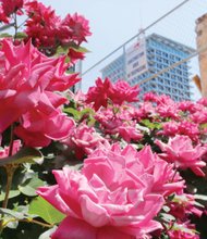 Roses beautify construction site Downtown