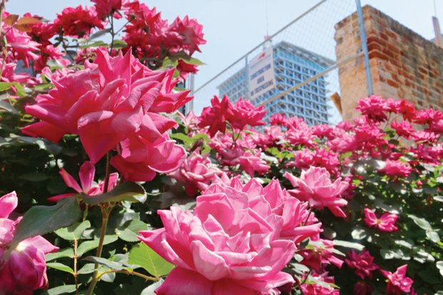 Roses beautify construction site Downtown