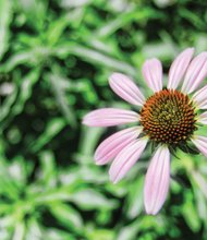 Cone flower in North Side