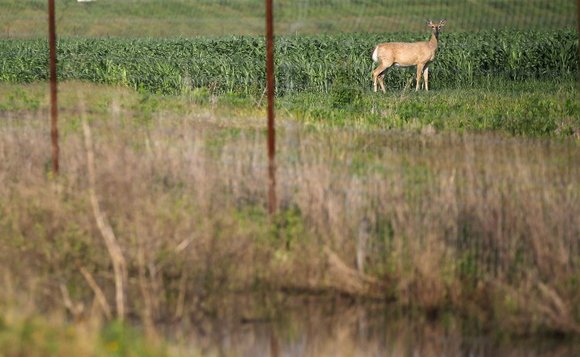 According to the National Weather Service, during the month of May Texas received 35 trillion gallons of rain, enough to ... According to the National Weather Service, during the month of May Texas received 35 trillion gallons of rain, enough to ...