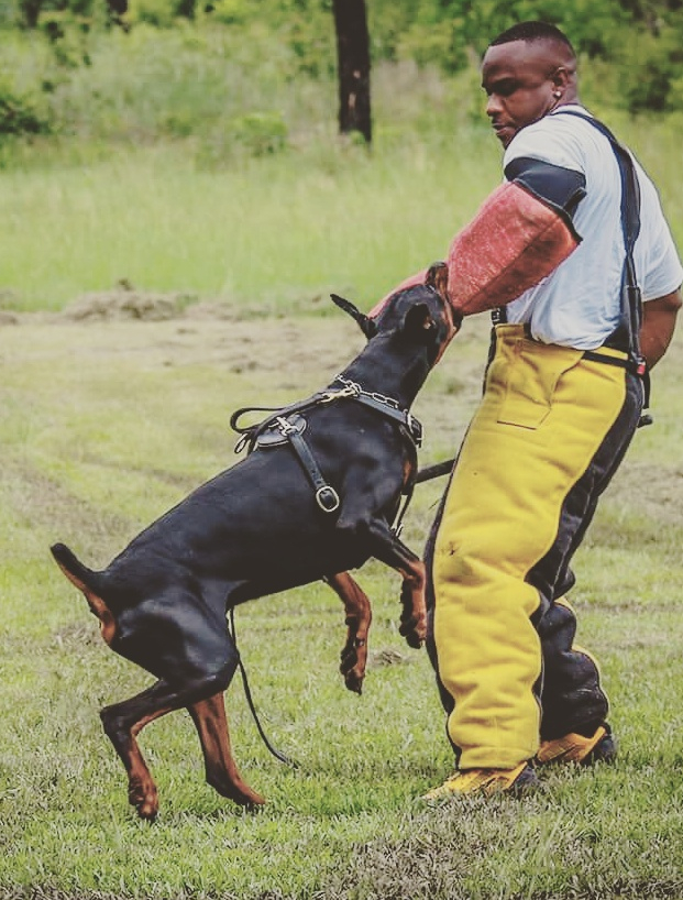manuel golden dog trainer