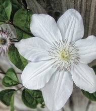 Passion flower in the West End