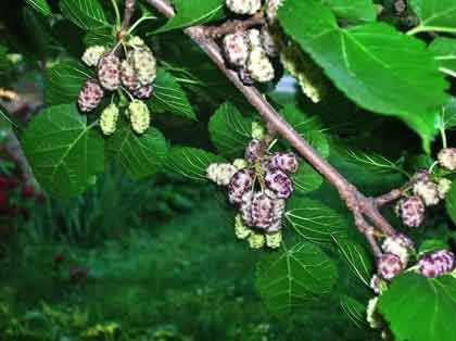 Members of the Baltimore Orchard Project will host learning events, as well as donate locally grown mulberries to participating Hampden ... Members of the Baltimore Orchard Project will host learning events, as well as donate locally grown mulberries to participating Hampden ...