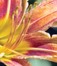 Bright face of a daylily in South Side