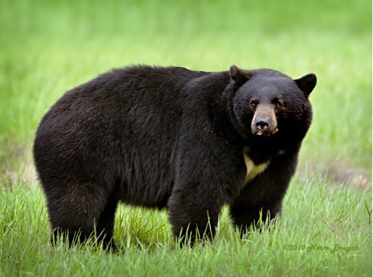 A black bear in Richmond?