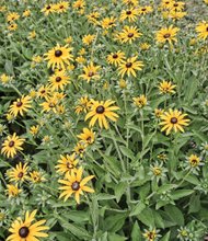 Black-eyed Susans in South Side
