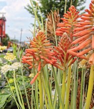 Torch lily in Jackson Ward