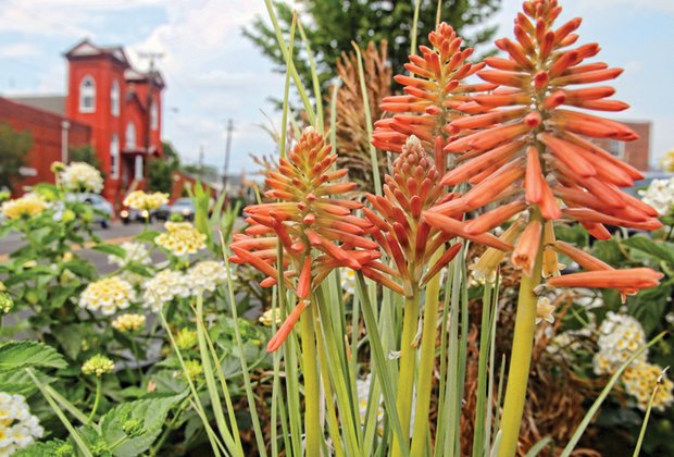 Torch lily in Jackson Ward