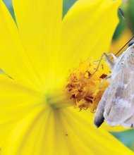 Cosmos and moth in East End