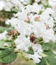 Crape myrtle in South Side