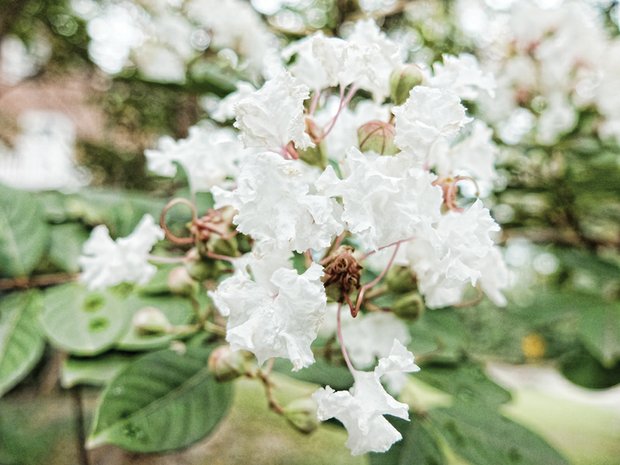 Crape myrtle in South Side