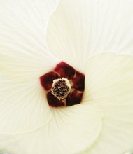 Okra blossom in South Side