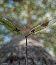 Fall branch on crape myrtle in North Side