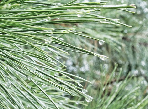 Pine needles in Forest Hill Park
