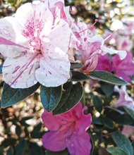 Azaleas in Downtown