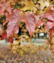 Fall foliage in North Side