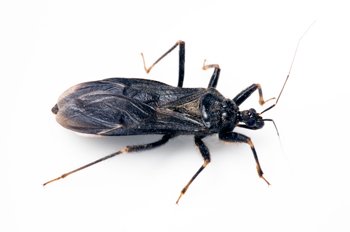 Chagas disease -- the third most common parasitic infection in the world -- affects approximately 7.5 million people, mostly in ... Chagas disease -- the third most common parasitic infection in the world -- affects approximately 7.5 million people, mostly in ...