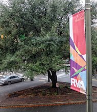 This leafy oak tree growing on a triangle plot Downtown at Broad Street, Adams Street and Brook Road is the subject of a petition drive by people who don’t want it to be cut down for the monument honoring renowned Richmond businesswoman Maggie L. Walker.