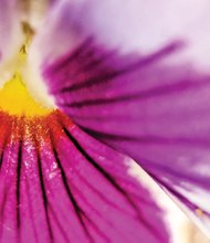 Pansy bloom on North Side